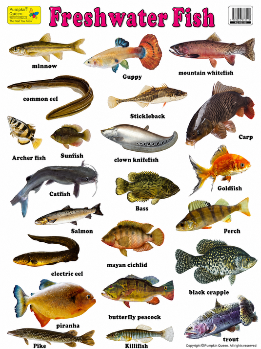 Large "Freshwater Fish" Educational Poster - 73x52cm Size - Portrait (Printed by Pumpkin Queen)-1