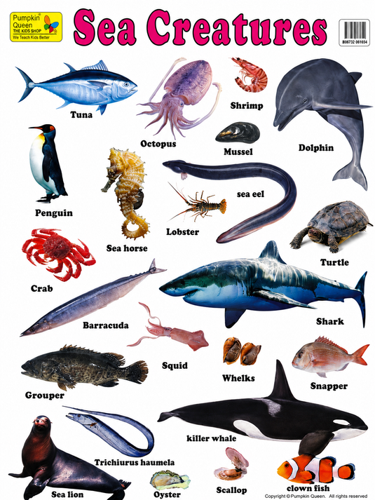 Large "Sea Creatures" Fish Educational Poster - 73x52cm Size - Portrait (Printed by Pumpkin Queen)-0