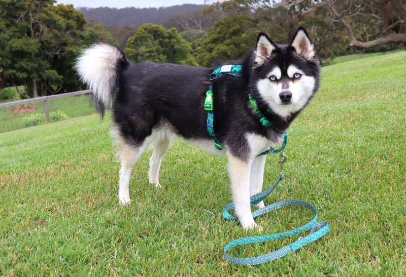 Load image into Gallery viewer, Doggy Eco Eco Friendly “Grampians” Dog Harness Made From Recycled Plastic
