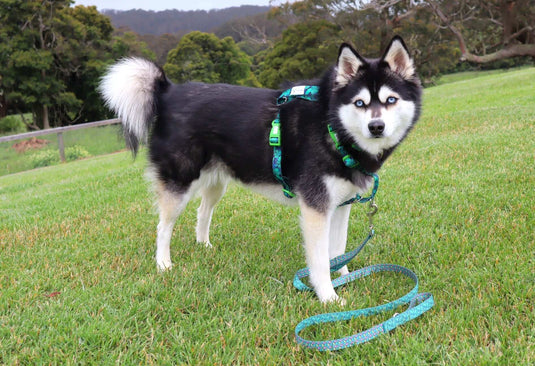 Doggy Eco Eco Friendly “Grampians” Dog Harness Made From Recycled Plastic | Adventureco