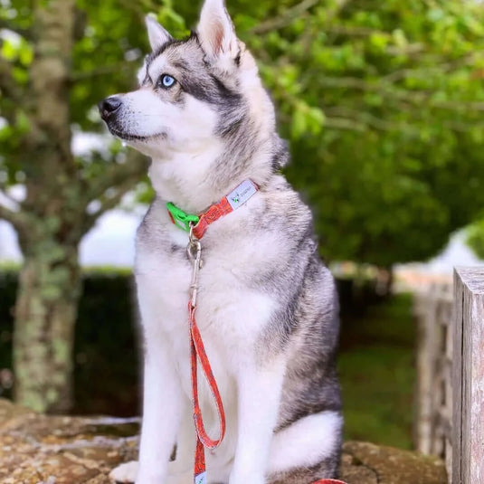DOGGY ECO Eco Friendly Dog Leash "Bunji" Made from Recycled Plastic | Adventureco