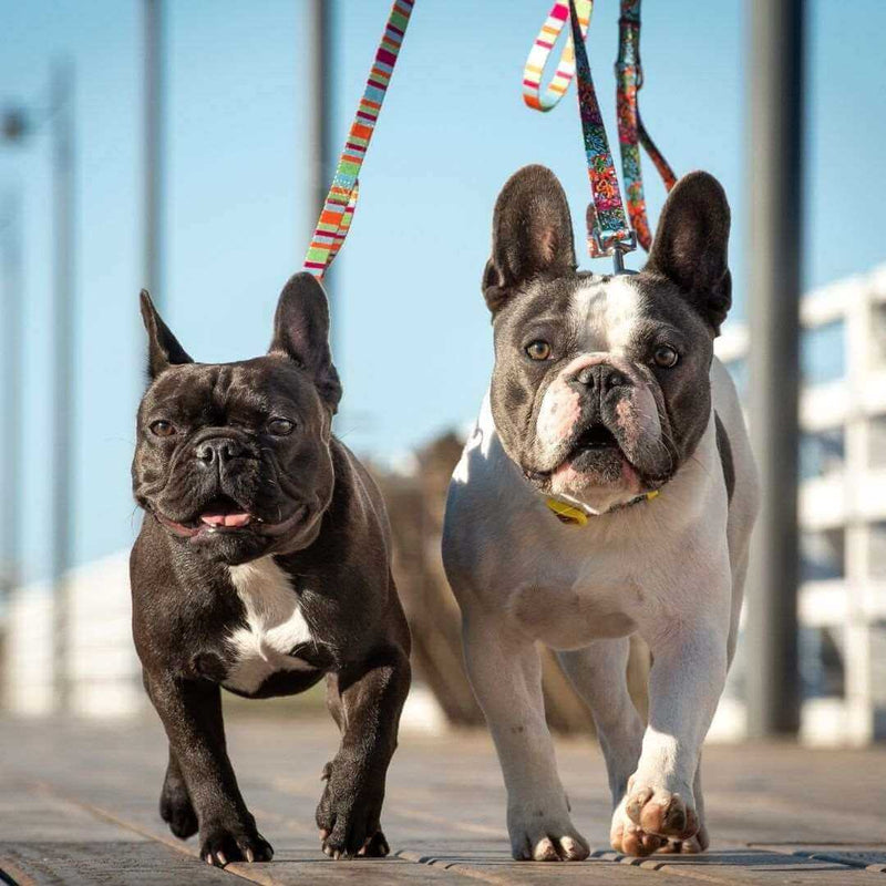 Load image into Gallery viewer, DOGGY ECO Eco Friendly Dog Leash &quot;BFF&quot; Made from Recycled Plastic | Adventureco
