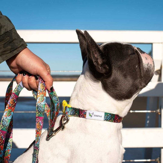 DOGGY ECO Eco Friendly Dog Collar "BFF" Made from Recycled Plastic | Adventureco