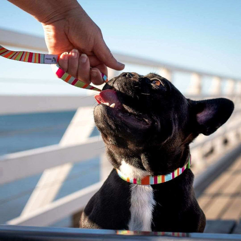 Load image into Gallery viewer, DOGGY ECO Eco Friendly Dog Collar ”Soda” Made from Recycled Plastic | Adventureco
